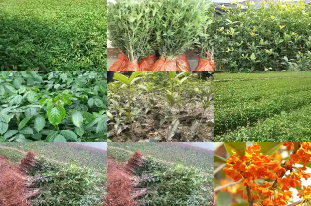 桂花是金色的吗为什么1684977262078