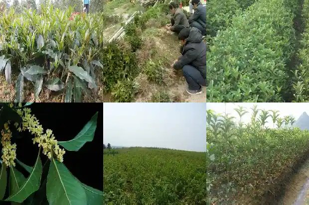 桂花树行情2020年会涨价吗1689898248074