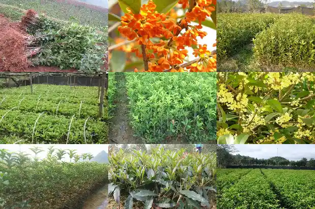 桂花蒸多久可以吃1688522110093