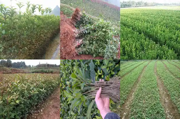 桂花是什么花材质的1684977312110