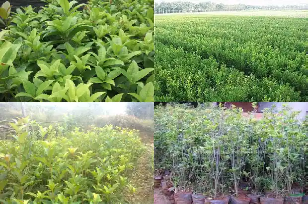 桂花是什么花材质的1684977312158