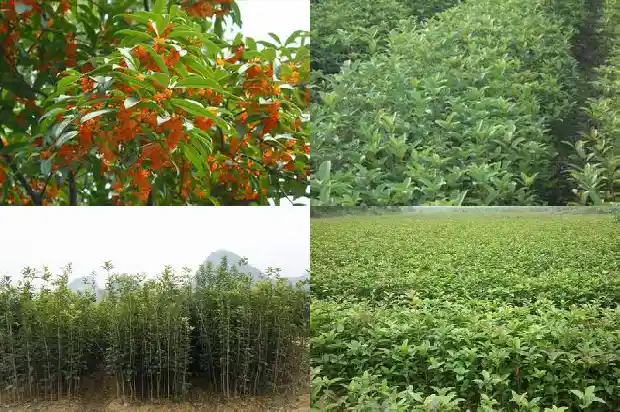 桂花是什么花材料做成的1684977323416