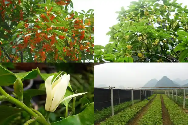桂花是什么花材料做成的1684977323511