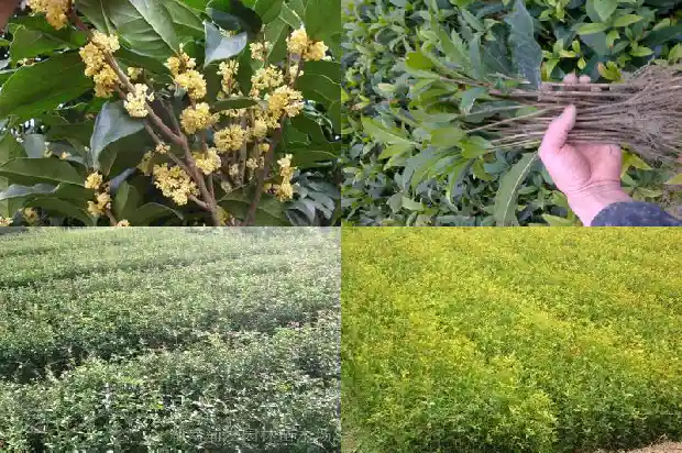 桂花的花有什么1684977334676