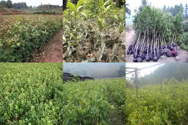 金桂花的资料1684977345520