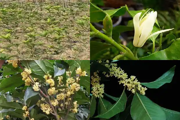 金桂花的资料1684977345568