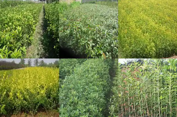 金桂花的资料1684977345615