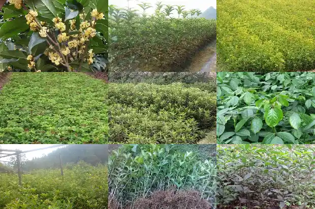 金桂花是桂花吗的别名1684977358857