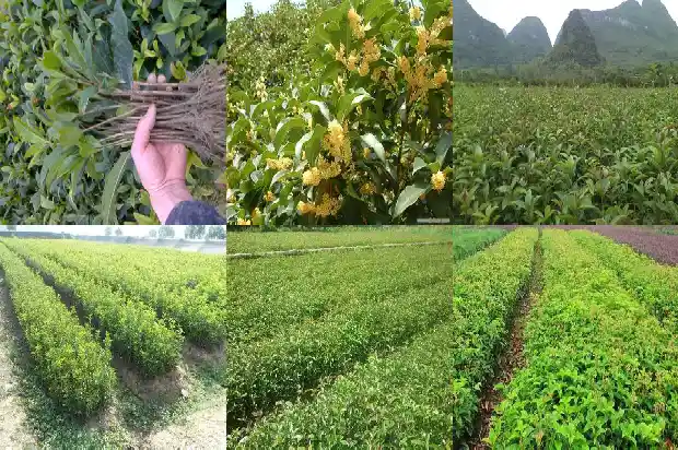 金桂花跟桂花有什么区别1684977369698