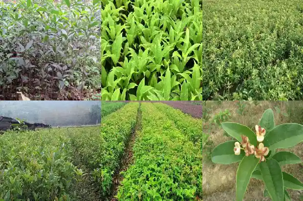金桂花跟桂花有什么区别1684977369746