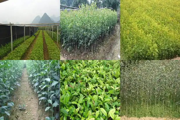 8月桂花树什么时候开花1690418047561