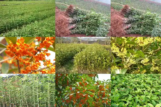 金丹桂花是什么桂花1684977383028