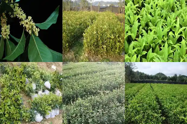 桂花树能做弹弓吗1688518322470