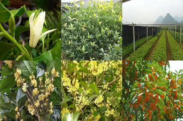 有什么桂花树不结果1690591382831