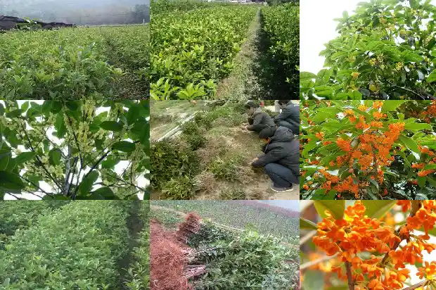 桂花有金色的吗是什么1684977415649