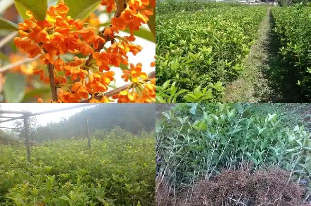 桂花有金色的吗是什么1684977415696
