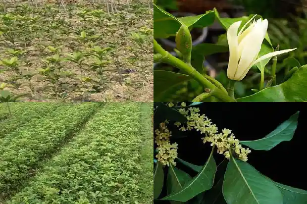 天香台阁桂花用什么土栽培好1685059876386