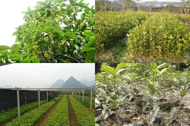 天香台阁桂花可以吃吗1685059916412