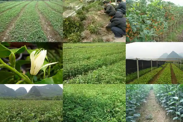 天香台阁和佛顶珠哪个桂花好看些1685060014004