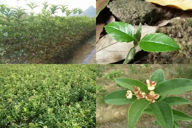 四季桂花插枝能成活吗?1690504078168