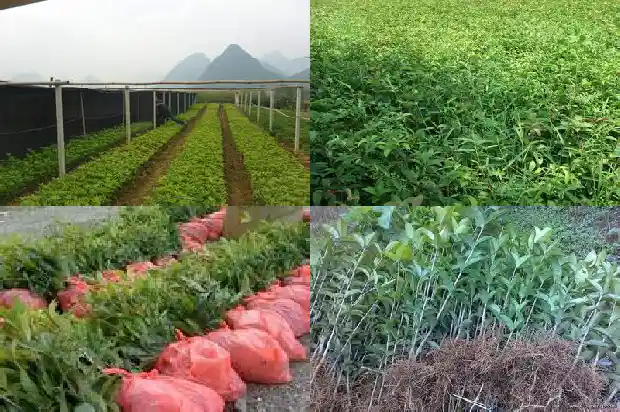 佛顶珠桂花和天香台阁桂花哪种好1685060100838