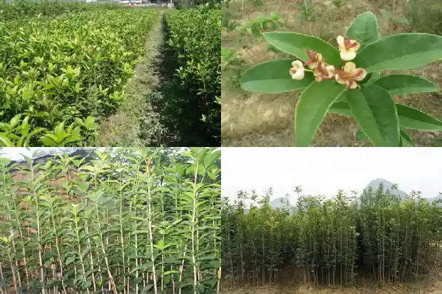 佛顶珠桂花和天香台阁桂花哪种好1685060100886