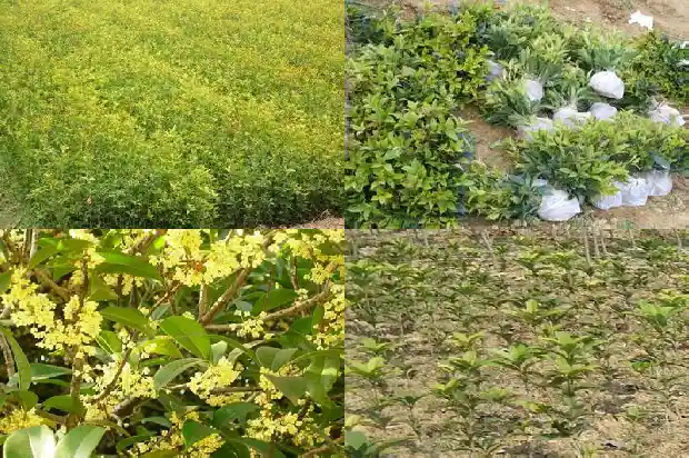 桂花树状元红是什么时间开花1689837984490