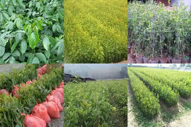 什么品种的桂花最耐寒1685060154654