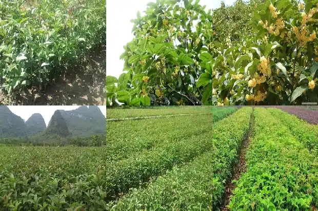 什么品种的桂花最耐寒1685060154749