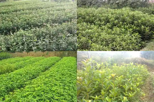 哪个品种桂花树更耐寒耐旱1685060181691