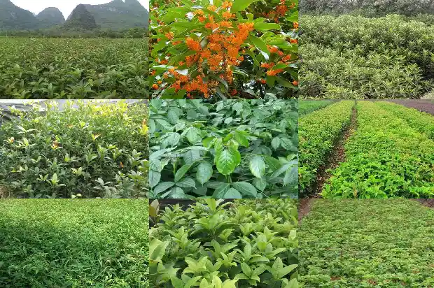 桂花盆景栽培方法和技术1685060228468
