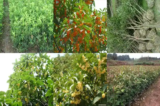 桂花盆栽的种植与管理方法1685060250082