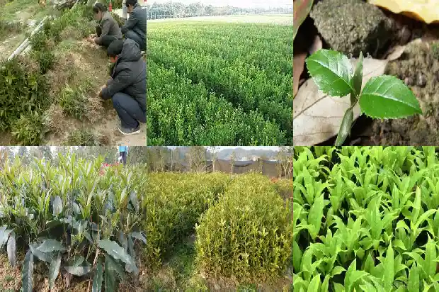 盆栽桂花的管理1690850234981