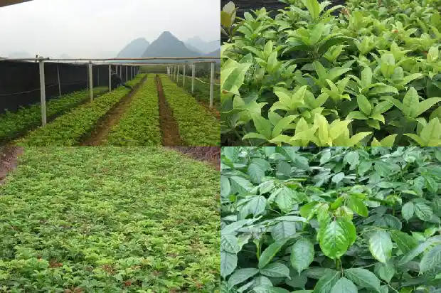 桂花盆栽的种植与管理方法1685060250177