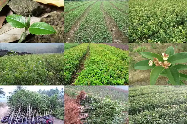 桂花盆栽的种植与管理方法1685060250225
