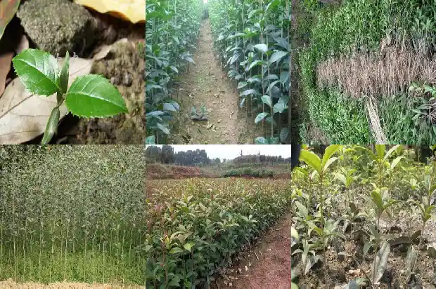 桂花的养植和管理1685060269987