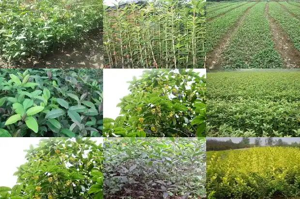 桂花的养植和管理1685060270035