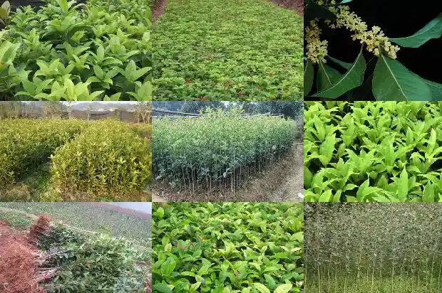 桂花的栽培和管理技术1685060311104