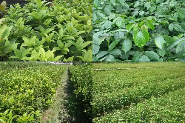 桂花的栽培和管理技术1685060311152