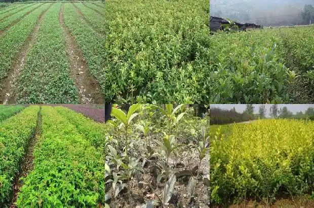 桂花的栽培和管理技术1685060311198