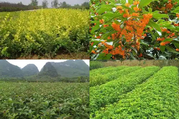 桂林干桂花多少钱一斤1689898850086