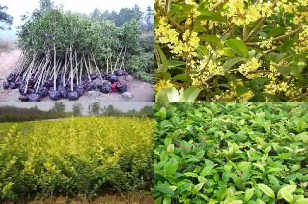 桂花的花期有几天1685060345908