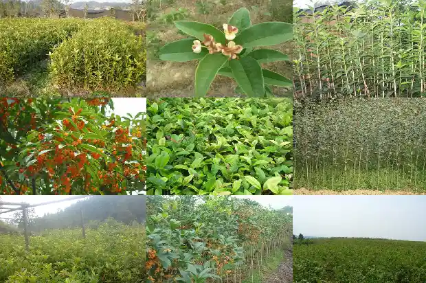桂花树不值钱做成盆景1690158281401