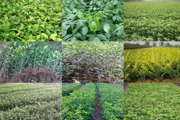佛顶珠桂花什么时候开花1685060382594