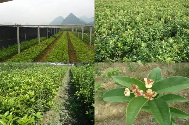 佛顶珠桂花什么时候开花1685060382641