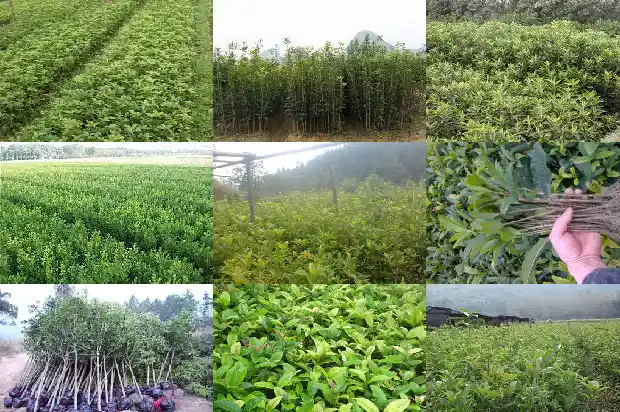 盆栽桂花的管理方法1685060419387