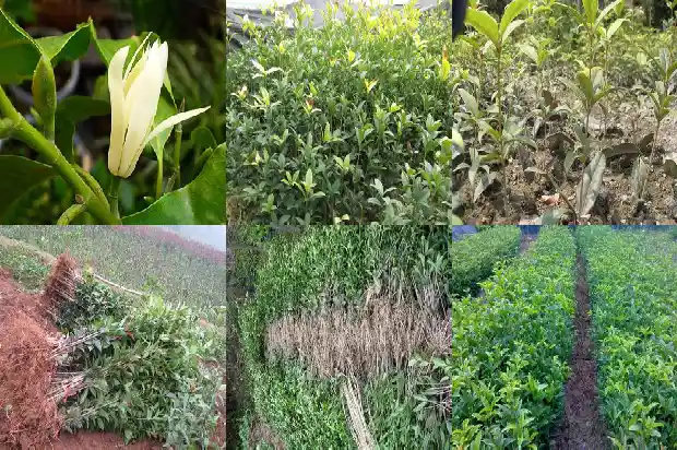 盆栽桂花的管理方法1685060419434