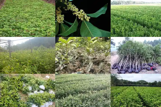 盆栽桂花的管理要点1685060438573