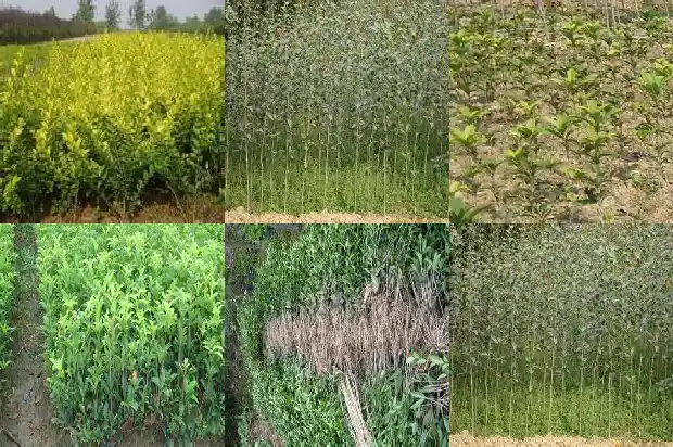 佛顶珠桂花大叶好还是小叶好1685060456144