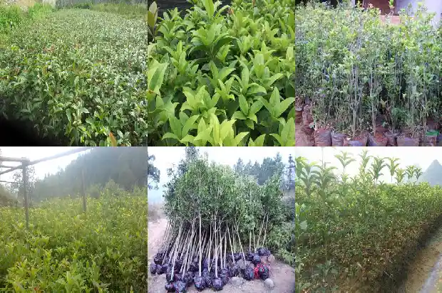 金佛桂花是四季桂吗1685060477423